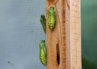 IMG 9214    Puppen von Papilio machaon. In diesem frühen Stadium sind sie noch gelb-grün, werden aber später hellbraun.