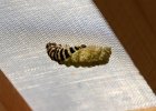 IMG 9834    Der Verpuppungsvorgang von Papilio machaon: Die letzte Raupenhülle (Haut) ist schon fast weg.
