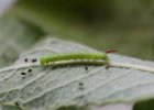 IMG 4563    Ein frisch geschlüpftes L1-Räupchen des Abendpfauenauges (Smerinthus ocellata) auf Salweide.