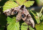 IMG 6561    Ein Weibchen des Abendpfauenauges (Smerinthus ocellata)