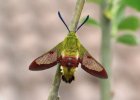 IMG 1810    Der Hummelschwärmer (Hemaris fuciformis) - wunderschön sein gelb-roter "Pelz" und die noch nicht transparenten Flügel.