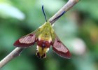 IMG 1820    Der Hummelschwärmer (Hemaris fuciformis) - hier sind die an der Oberseite blau erscheinenden Fühler zu erkennen.