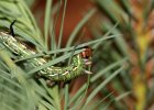 IMG 4779    Eine Raupe des Kiefernschwärmers (Sphinx pinastri) beim Fressen an Lärche.