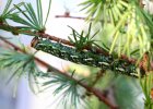 IMG 4908    Eine schöne Detailaufnahme einer Raupe des Kiefernschwärmers (Sphinx pinastri)
