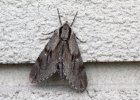 IMG 5496    Ein Kiefernschwärmer (Sphinx pinastri) an der Hauswand.