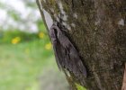 IMG 6399    Kiefernschwärmer (Sphinx pinastri) in Ruhehaltung an einem Baumstamm.