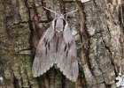 IMG 6410    Kiefernschwärmer (Sphinx pinastri) in Ruhe an einem Baumstamm - eine (fast) perfekte Tarnung.
