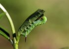 IMG 5243    Ein kleines Räupchen (L2) des Ligusterschwärmers (Sphinx ligustri), der "Stachel" am Hinterteil ist das sog. Analhorn.