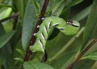 IMG 5377    An der Haltung dieser Raupe des Ligusterschwärmers (Sphinx ligustri) sieht man deutlich, warum diese Raupenfamilie "Sphingdae" nach der ägyptischen Sphinx benamt ist.