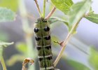 IMG 5750    Dunkelgrün-schwarz geht auch: die Raupe des mittleren Weinschwärmers (Deilephila elpenor).