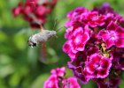 IMG 2617    Das Taubenschwänzchen (Macroglossum stellatarum)
