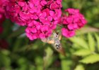 IMG 2651    Taubenschwänzchen (Macroglossum stellatarum)