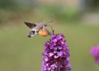 IMG 2678    Taubenschwänzchen (Macroglossum stellatarum)