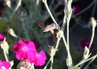 IMG 2689    Taubenschwänzchen (Macroglossum stellatarum)