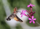 IMG 8375    Eine wunderschöne Makroaufnahme von Taubenschwänzchen (Macroglossum stellatarum)