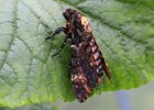 IMG 2554    Der massige Schwärmer Acherontia atropos (Totenkopfschwärmer) ist einer der größten hier in Süddeutschland vorkommenden Falter