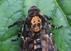 IMG 2557    Der Totenkopf auf dem Rücken von Acherontia atropos in groß.