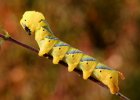 IMG 6110    Nochmal in voller Pracht und Größe:  Eine ausgewachsene Raupe des Totenkopfschwärmers (Acherontia atropos).