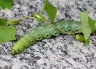 IMG 5615    Dieses Exemplat des Windenschwärmers (Agrius convolvuli) ist über 10 cm lang und kurz vor der Verpuppung.