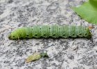 IMG 5618    Hier nochmal: die Raupe des Windenschwärmers (Agrius convolvuli) in voller Länge (über 10 cm!)