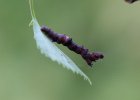 IMG 0108    Die Raupe des violettbraunen Mondfleckspanners (Selenia tetralunaria) - der Sicherungsfaden ist locker, da ich Zwecks Foto das Blatt umgedreht habe ...