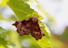 IMG 0425    Ein violettbrauner Mondfleckspanner (Selenia tetralunaria)