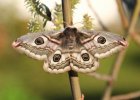 IMG 1696    Einfach nur schön: das Weibchen des Nachtpfauenauges (Saturnia pavonia)