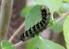 IMG 1864    Die Raupe des kleinen Nachtpfauenauges (Saturnia pavonia) beim Fressen.