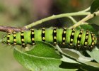 IMG 6677    Raupe des kleinen Nachtpfauenauges (Saturnia pavonia) - die Raupe bevorzugt Salweisen als Futter.