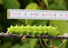 IMG 0164    Die Raupe des Wiener Nachtpfauenauges (Saturnia Pyri) kann ordentlöich groß werden.