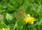 IMG 3539    Der Alpen-Gelbling oder Grünliche Heufalter (Colias phicomone)