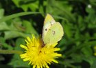 IMG 3542    Der Alpen-Gelbling oder Grünliche Heufalter (Colias phicomone)