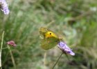 IMG 3828    Der Alpen-Gelbling oder Grünliche Heufalter (Colias phicomone)