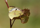 IMG 7916    Der Alpen-Gelbling oder Grünliche Heufalter (Colias phicomone)