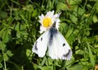 IMG 4128    Ein weiblicher Aurorafalter (Anthocharis Cardamines) - im Vergleich zum Männchen hat der Falter eine weiß-graue Flügeloberseite.