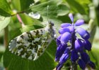 IMG 4152    Ein weiblicher Aurorafalter (Anthocharis Cardamines). Das Weivhen erkennt man an der grau-weißen Oberseite der Flügel.