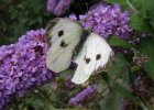 IMG 0092    Großer Kohlweißling (Pieris brassicae)