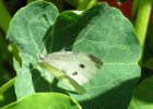 IMG 0508    Großer Kohlweißling (Pieris brassicae)
