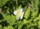 IMG 1503    Ein weiteres Päärchen von Pieris rapae (kleiner Kohlweißling) bei der Paarung