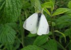 IMG 2265    Kleiner Kohlweißling (Pieris rapae)