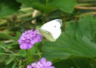 IMG 2747    Kleiner Kohlweißling (Pieris rapae)