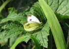IMG 2855    Großer Kohlweißling (Pieris brassicae)