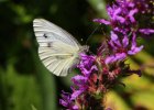 IMG 3189    Ein Kohlweißling (Pieris Brassicae) saugt an Blutweiderich