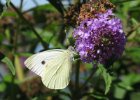 IMG 3246    Großer Kohlweißlings (Pieris brassicae)