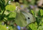 IMG 3657    Pieris Rapae