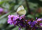 IMG 5130    Pieris Rapae beim Saugen an einem Sommerflieder