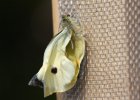 IMG 6523    Dieser frisch geschlüpfte Pieris Brassicae "bläst" gerade die Flügel auf.