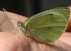 IMG 6618    Ein frisch geschlüpftes Exemplar von Pieris Brassicae auf meiner Hand.