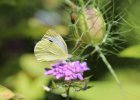 IMG 6860    Großer Kohlweißling (Pieris brassicae)