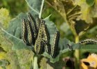 IMG 9394    Die Raupen des großen Kohlweißlings (Pieris Brassicae) sind meist gesellig.
